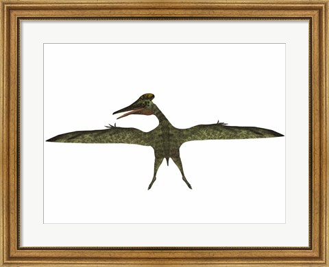 Framed Flying Pterodactylus Print