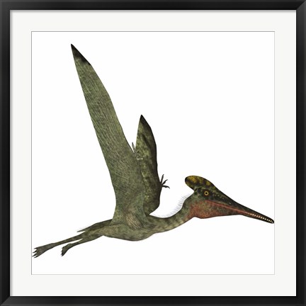 Framed Pterodactylus Flying Reptile Print