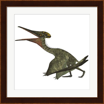 Framed Flying Pterodactylus  Reptile Print