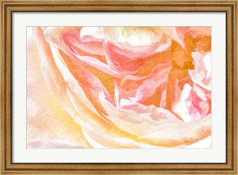 Framed Close-up Rose Print