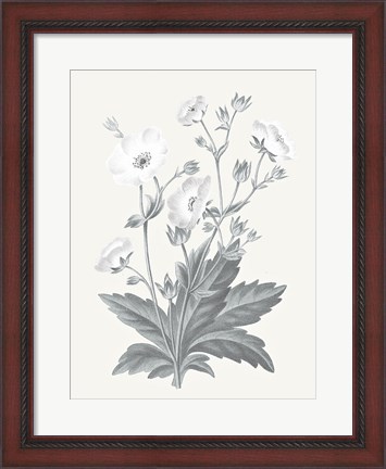 Framed Neutral Botanical VI Print