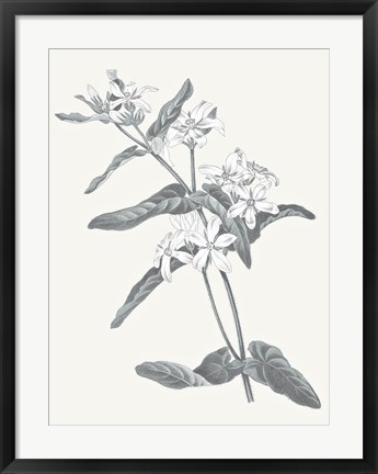 Framed Neutral Botanical IV Print