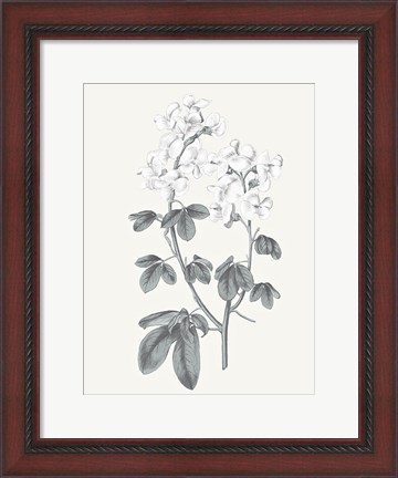 Framed Neutral Botanical III Print