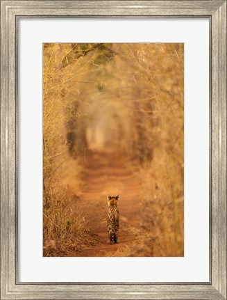 Framed Tiger In The Tunnel Print