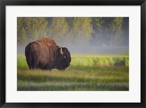 Framed Bison In Morning Light Print