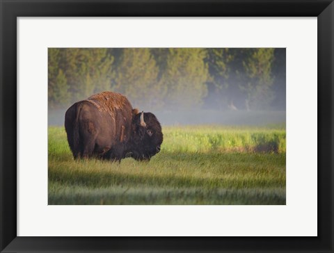 Framed Bison In Morning Light Print