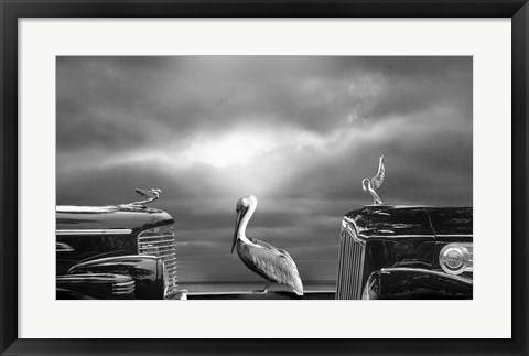 Framed Contemplating the Pelican Print