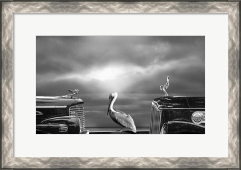 Framed Contemplating the Pelican Print