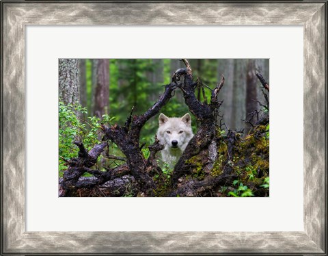 Framed Wolf Print