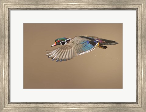 Framed Wood Duck Print
