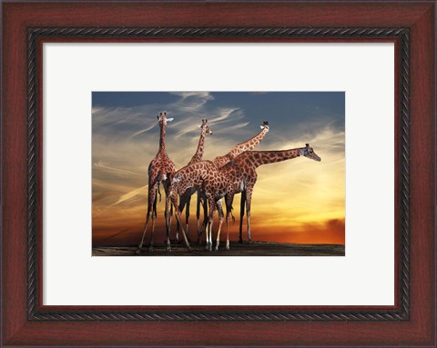 Framed Giraffes Print