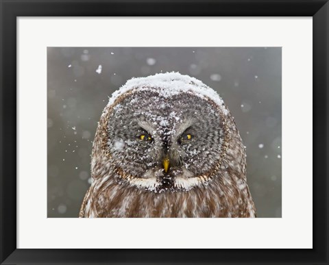 Framed Great Grey Owl Winter Portrait Print