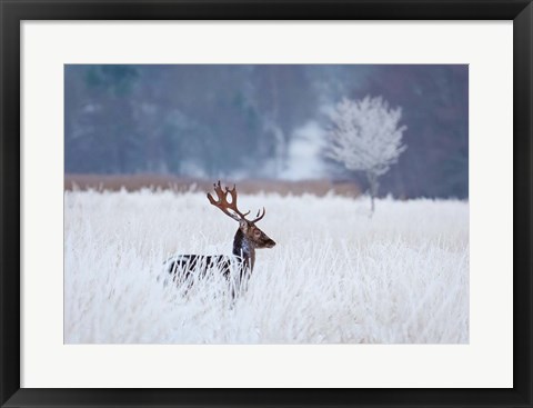 Framed Fallow Deer In The Frozen Winter Landscape Print