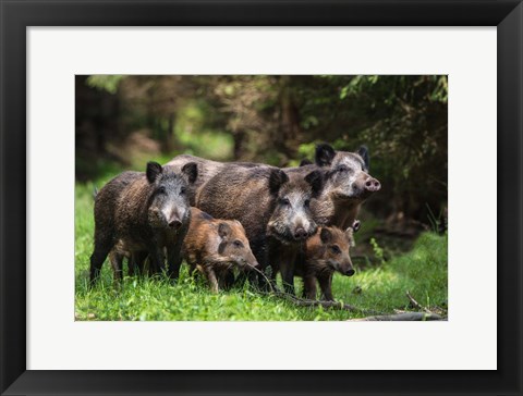 Framed Wild Boar Family Print