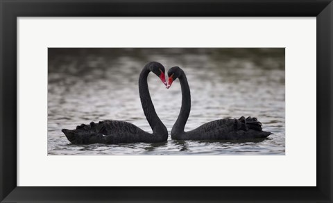 Framed In Love Black Swans Print