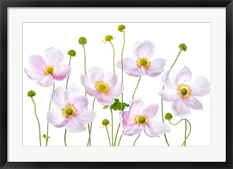 Framed Japanese Anemones Print