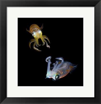 Framed Sea Jewels Print