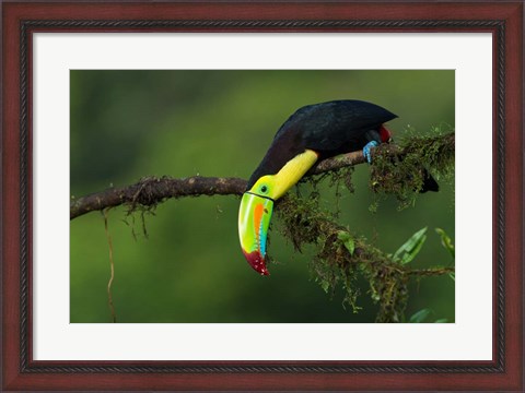 Framed Colors Of Costa Rica Print