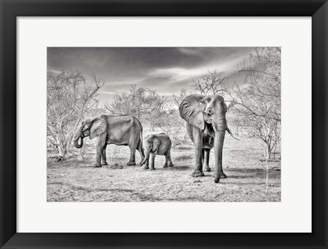 Framed Dry Season (BW) Print