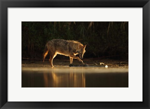 Framed Jackal Morning Play Print