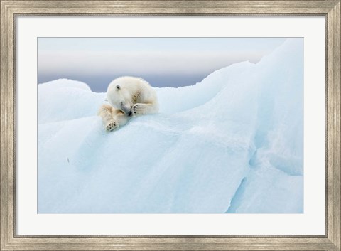 Framed Polar Bear Grooming Print