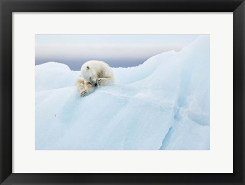 Framed Polar Bear Grooming Print