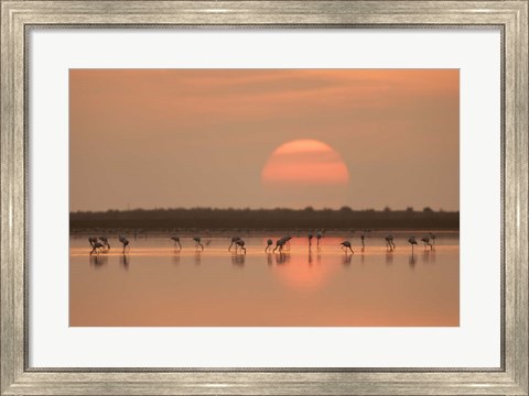 Framed Flamingos At Sunrise Print