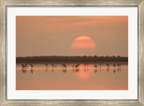 Framed Flamingos At Sunrise Print