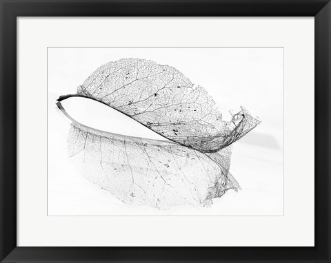 Framed Old Leaf Print
