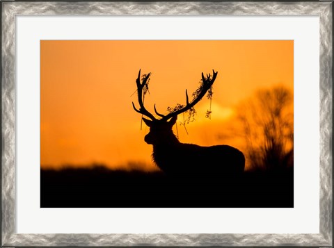 Framed Red Deer Stag Silhouette Print