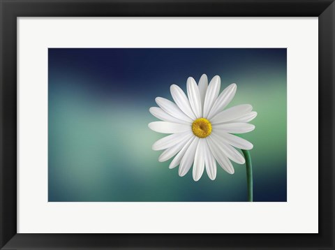 Framed Flower Print