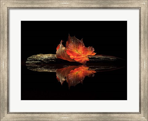 Framed Autumn Colors Print