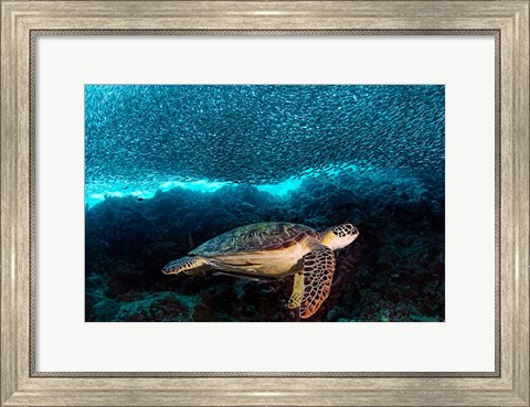 Framed Turtle And Sardines Print