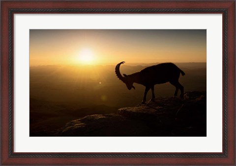 Framed Desert Wanderer Print