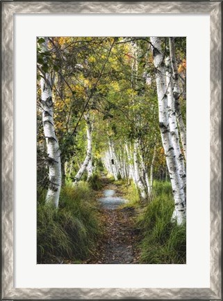 Framed Birch Path I Print