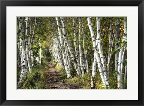 Framed Walk Through the Birch Trees Print