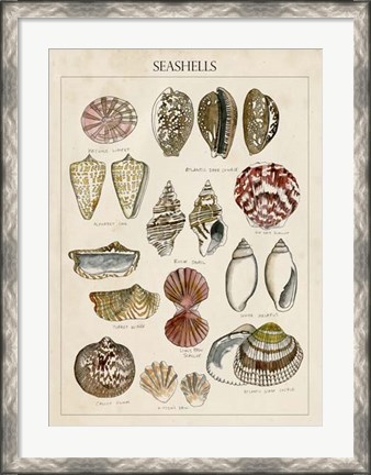 Framed Seashell Sketch I Print