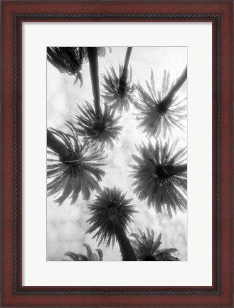 Framed Amongst the Palms Print