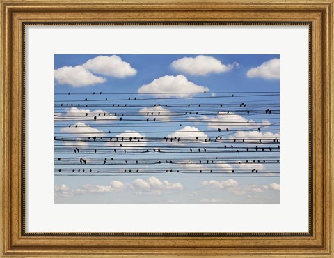 Framed Cantus Arcticus - Concerto For Birds Print