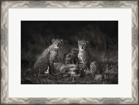 Framed Cheetah Cubs Print