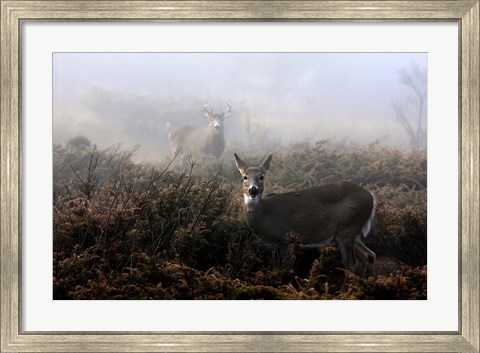 Framed White-Tailed Deer Print