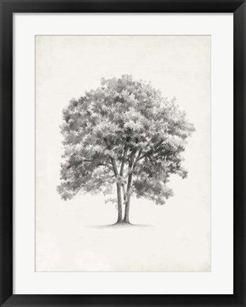 Framed Vintage Arbor Study II Print