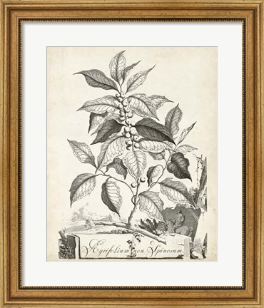 Framed Scenic Botanical III Print