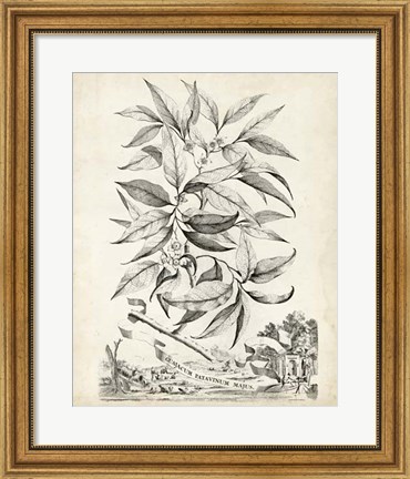 Framed Scenic Botanical IV Print