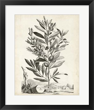 Framed Scenic Botanical VI Print
