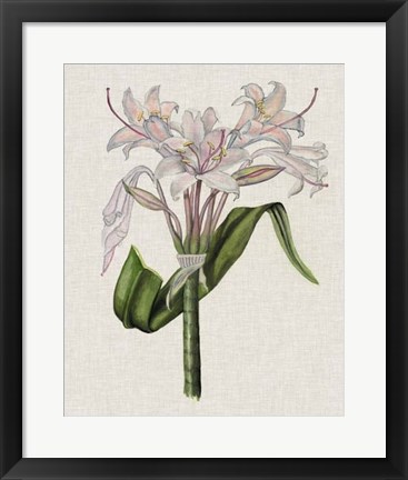 Framed Crinium Lily II Print