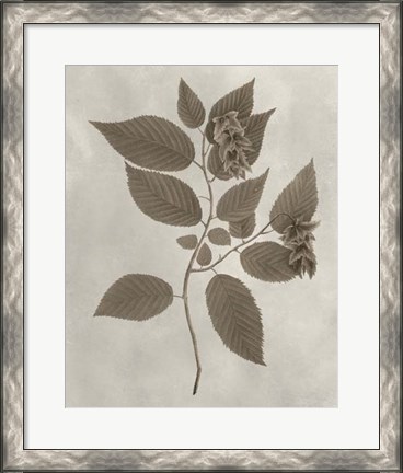 Framed Arbor Specimen II Print