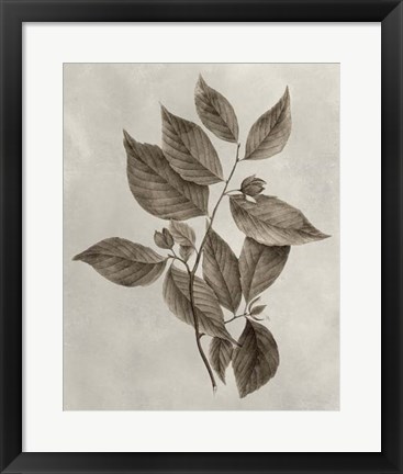 Framed Arbor Specimen III Print