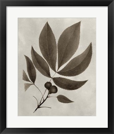 Framed Arbor Specimen V Print