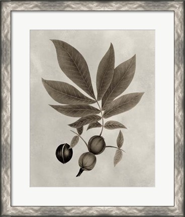 Framed Arbor Specimen VI Print